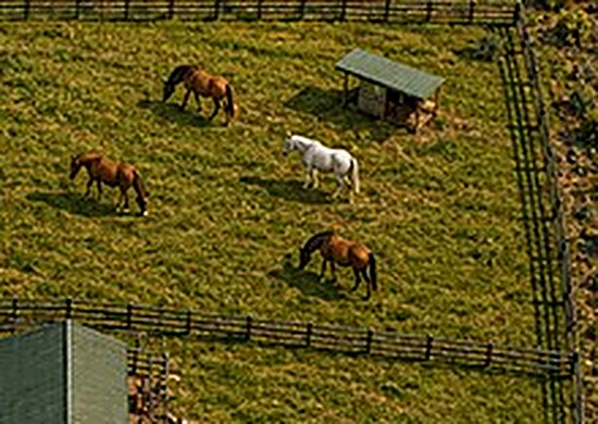 Horses grazing on fenced pasture at the 8-acre settlement